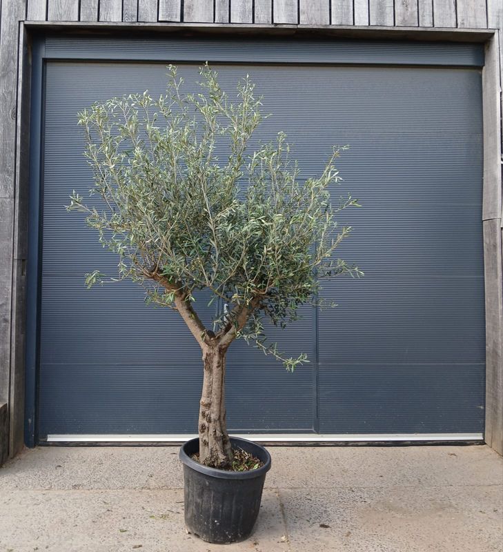 Olijfboom Arbequina 'Ramificado' 30/40