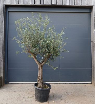 Olijfboom Arbequina 'Ramificado' 30/40