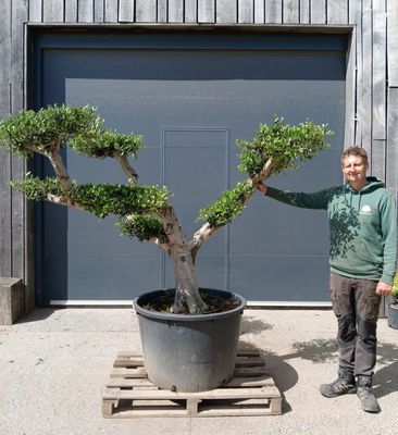 Olijfboom (plato) 50/60