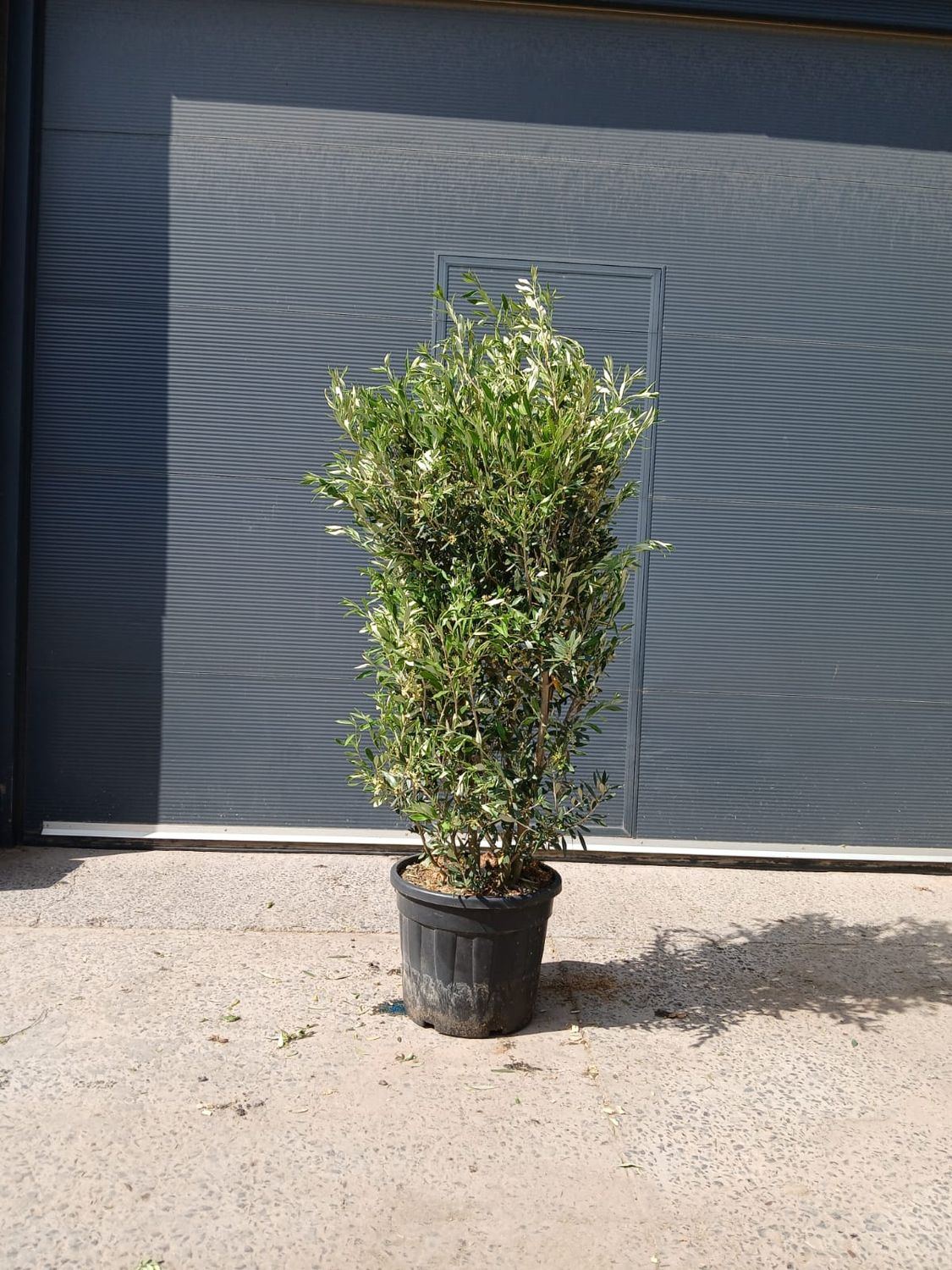 Olijfstruik 'Cipresino'