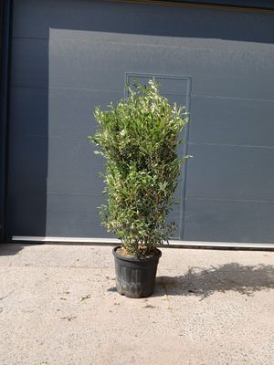 Olijfstruik 'Cipresino'