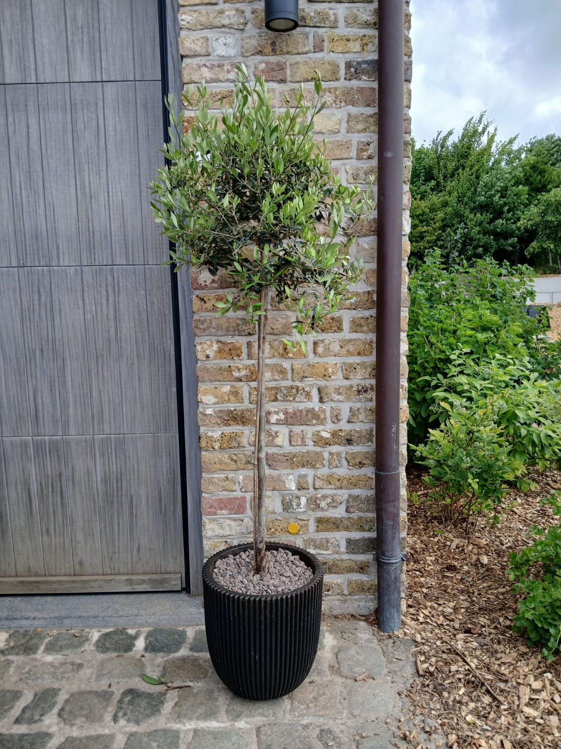 Olijfboom in sierpot Capi Olijfboom in sierpot Capi