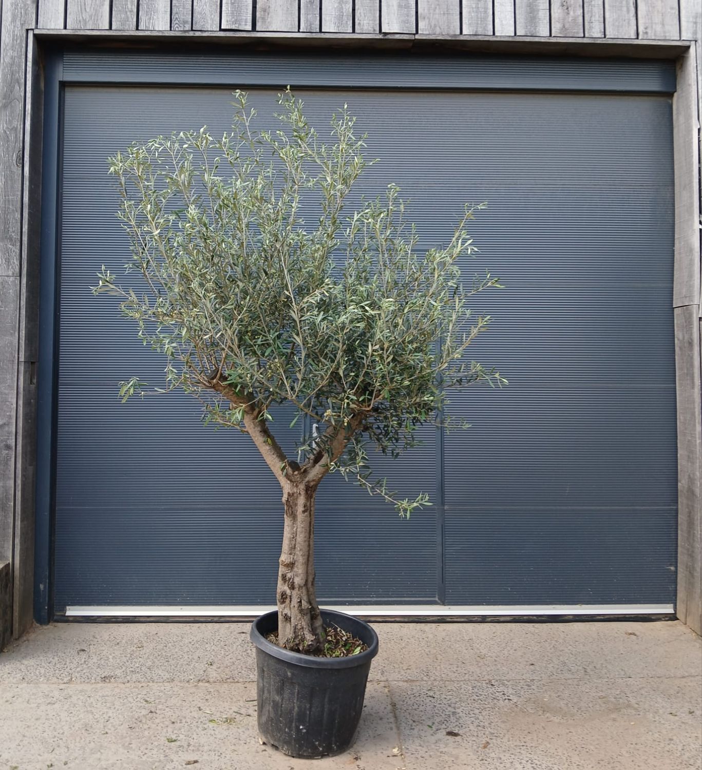 Olijfboom Arbequina 'Ramificado' 25/30