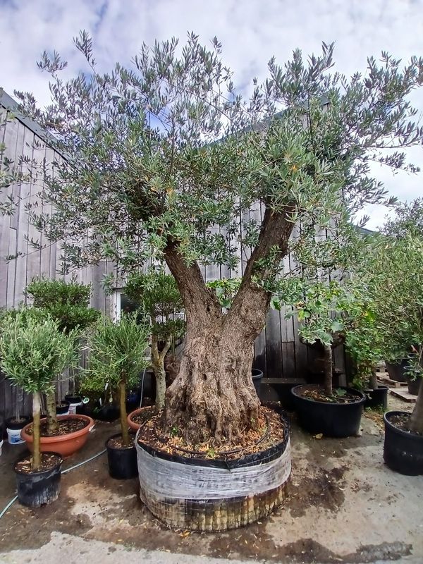 Olijfboom 'Provincial' 140/180 meerstam Olijfboom 'Provincial' 140/180 meerstam