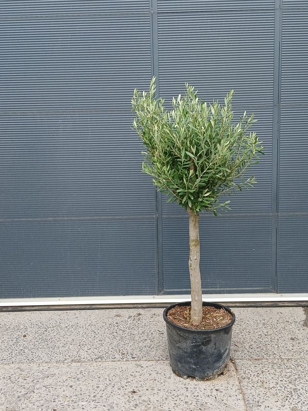 Olijfboom 'Cipresino' Olijfboom 'Cipresino'