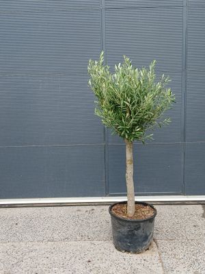 Olijfboom 'Cipresino'