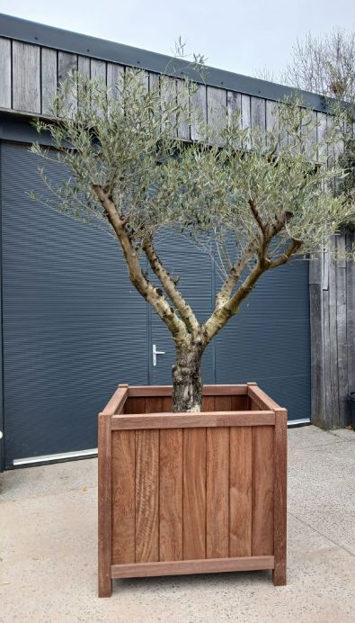 Olijfbom in houten sierpot Olijfbom in houten sierpot