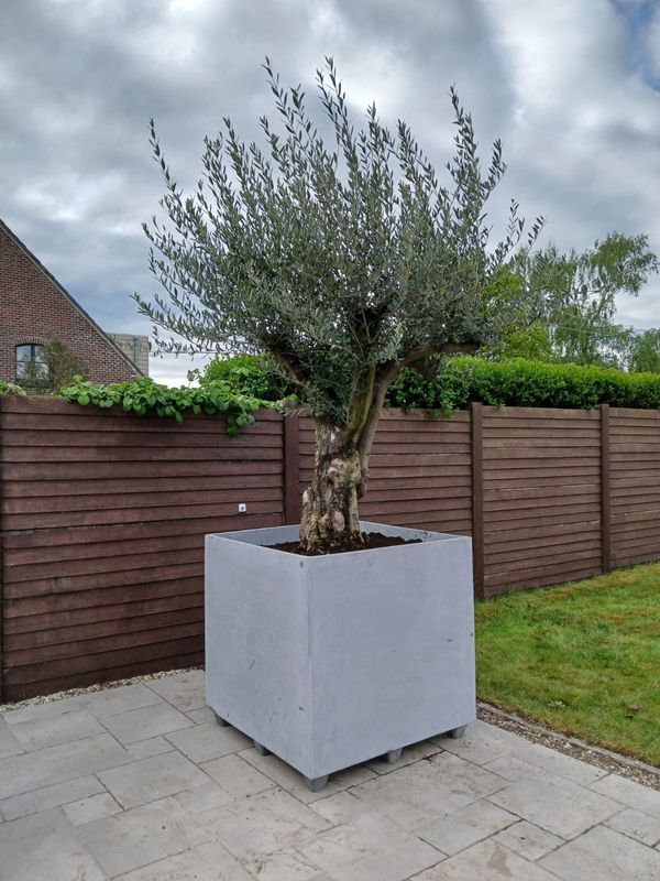 Plantenbak Cosapots Geneva Feet