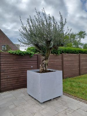 Plantenbak Cosapots Geneva Feet