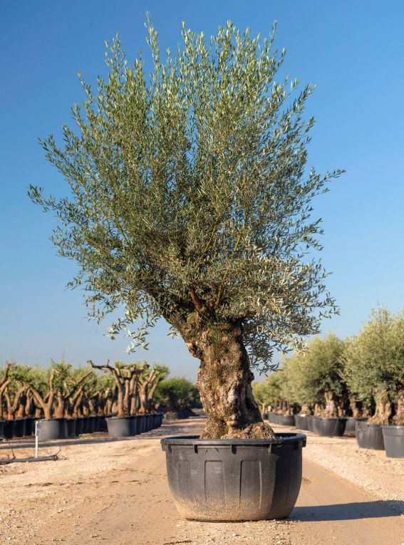 Olijfboom Pata 100/120
