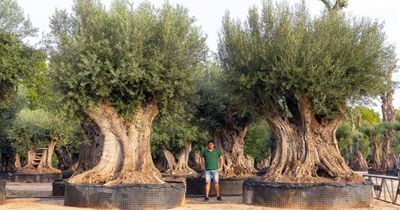 Olijfboom 'Maximus' Olijfboom 'Maximus'