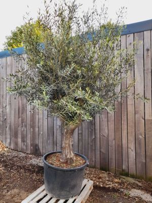 Olijfboom 'Hojiblanca' 60/80 Olijfboom 'Hojiblanca' 60/80