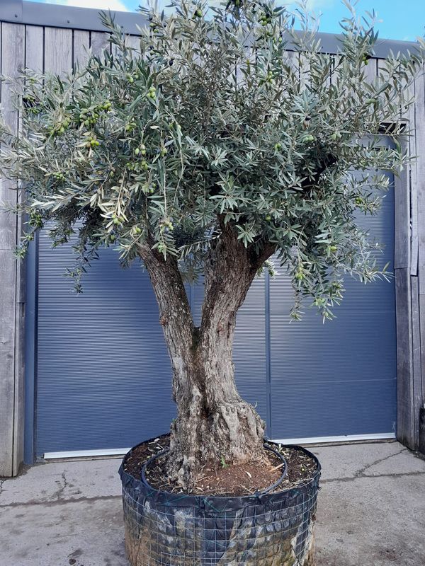 Olijfboom 'Provincial' malla 100/120