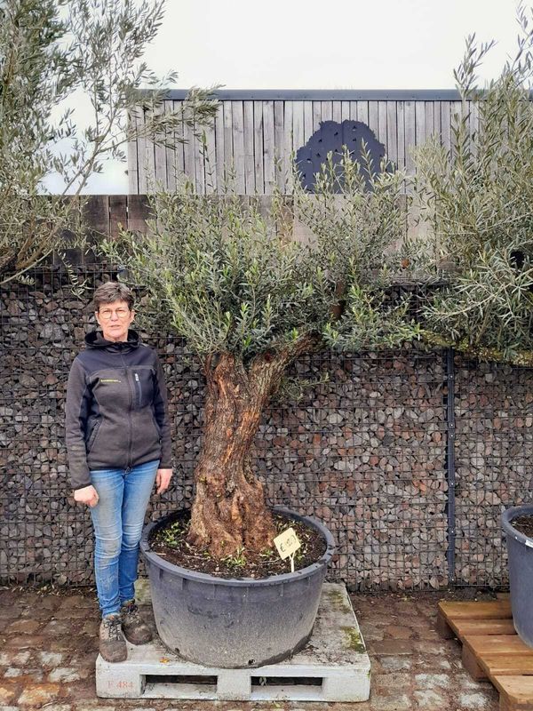 Olijfboom (pata) bajo 60/80 Olijfboom (pata) bajo 60/80