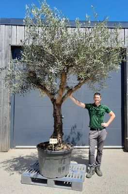 Olijfboom 'Hojiblanca' 40/50