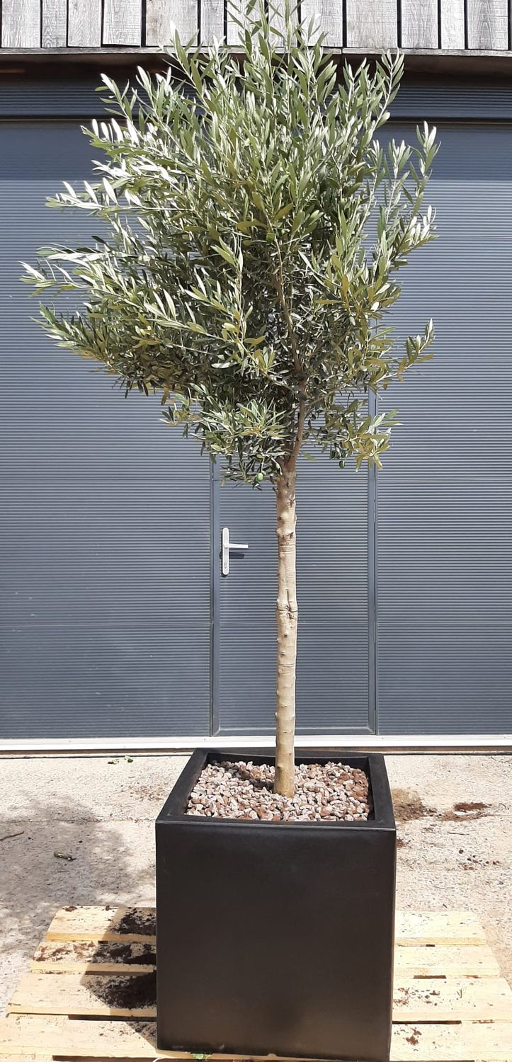Olijfboom 'Cipressino' 14/18