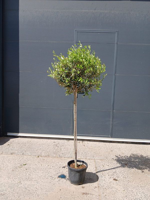 Olijfboom 'Pequeño'