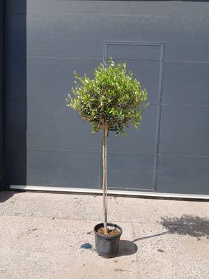 Olijfboom 'Pequeño'