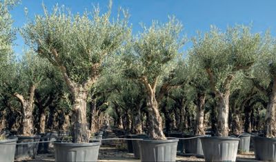 Olijfboom 'Hojiblanca' 50/60