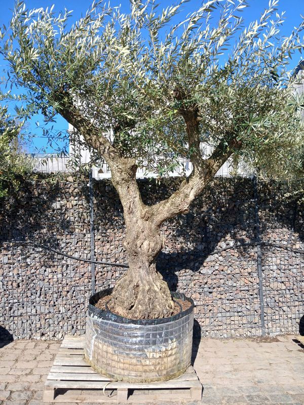 Olijfboom 'Provincial' malla 120/140 Olijfboom 'Provincial' malla 120/140