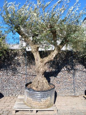 Olijfboom 'Provincial' malla 120/140 Olijfboom 'Provincial' malla 120/140