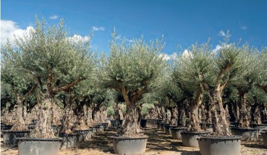 Olijfboom (ramificada) bajo 60/80 Olijfboom (ramificada) bajo 60/80