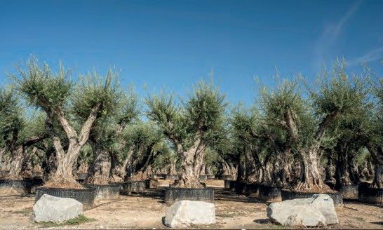 Olijfboom 'Provincial' malla 120/160 meerstam Olijfboom 'Provincial' malla 120/160 meerstam