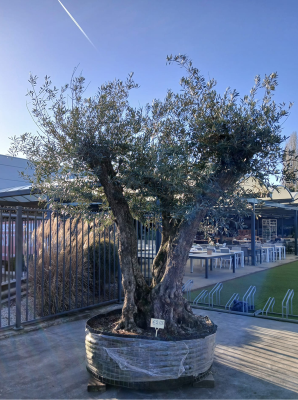 Olijfboom 'Provincial' malla 120/140 meerstam Olijfboom 'Provincial' malla 120/140 meerstam