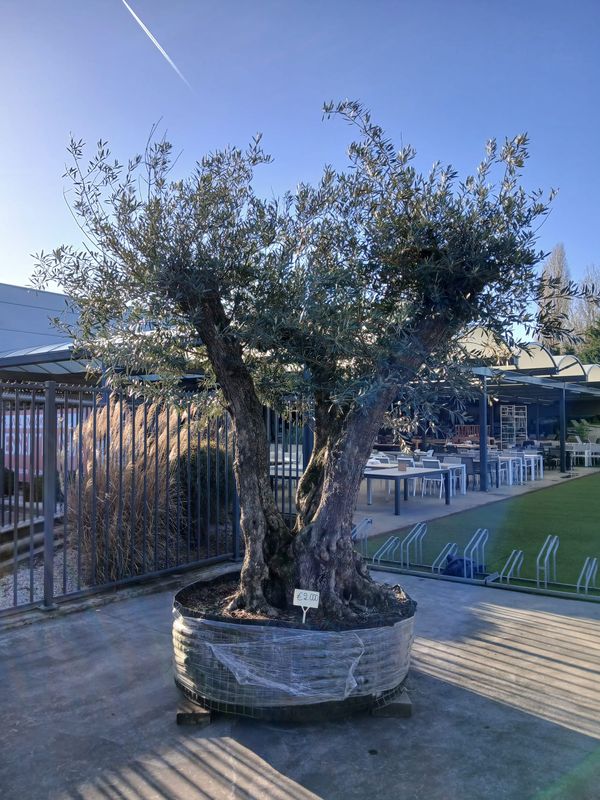 Olijfboom 'Provincial' malla 120/140 meerstam Olijfboom 'Provincial' malla 120/140 meerstam