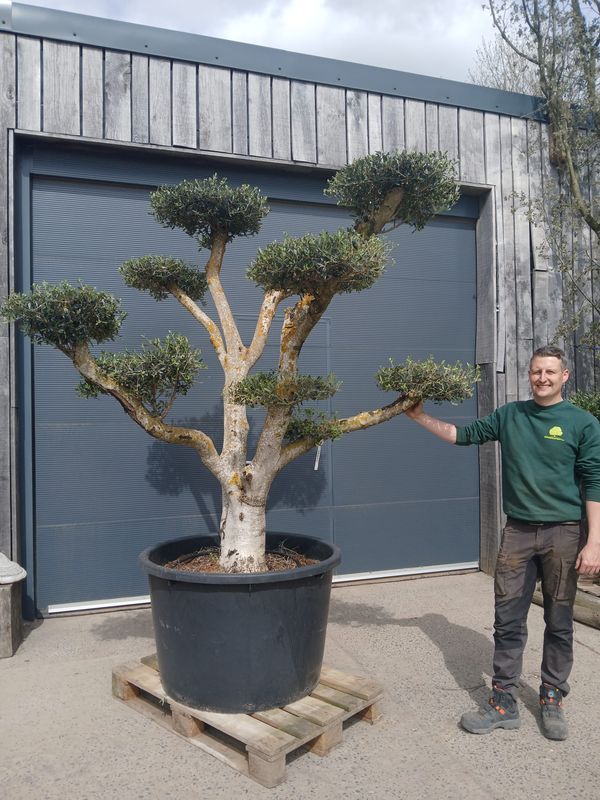 Olijfboom (plato) 60/80