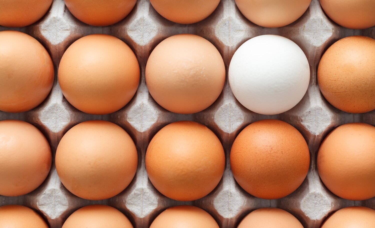 Chicken Eggs