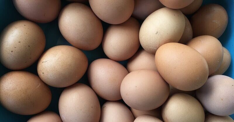 Duck Eggs
