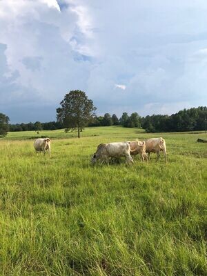 Grassfed & Raised Whole and Half Cow - Reservations