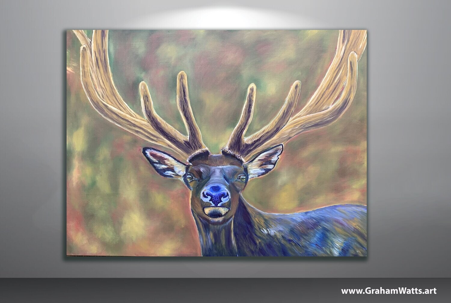 &quot;Bull Elk - Hank&quot; Jasper National Park