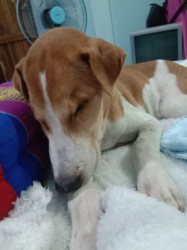 Donation to Support Village Doggies