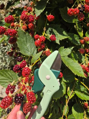 Blumenschere / verschiedene Farben