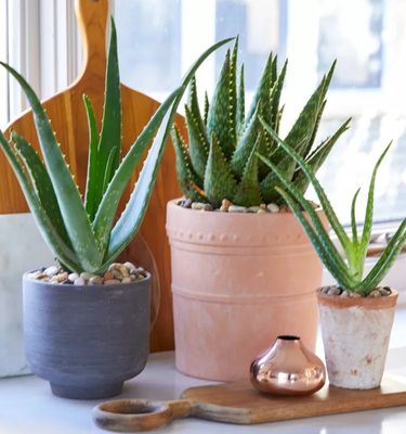 ♡ Garden center ♡