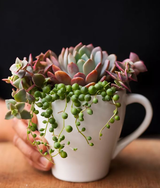 SIMPLY SWEAT PEARLS MIX PLANT