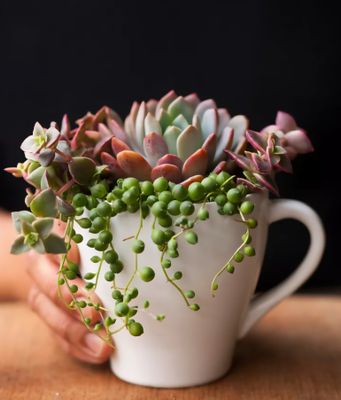 LOVE SIMPLY PEARLS MIX PLANTER