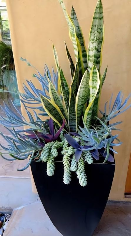 Snake plant blue mix plant arrangement