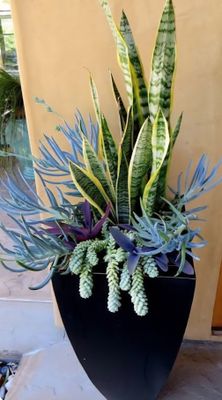 RISE UP BLUE plant arrangement