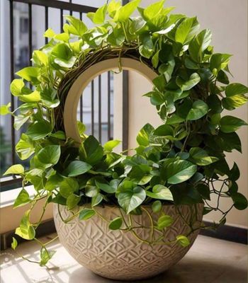 Circle of unity large pothos plant arrangement