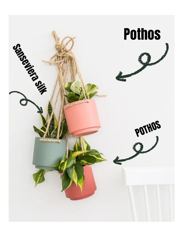 HANGING TRIO PLANT ARRANGEMENT