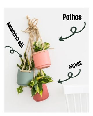 HANGING TRIO PLANT ARRANGEMENT