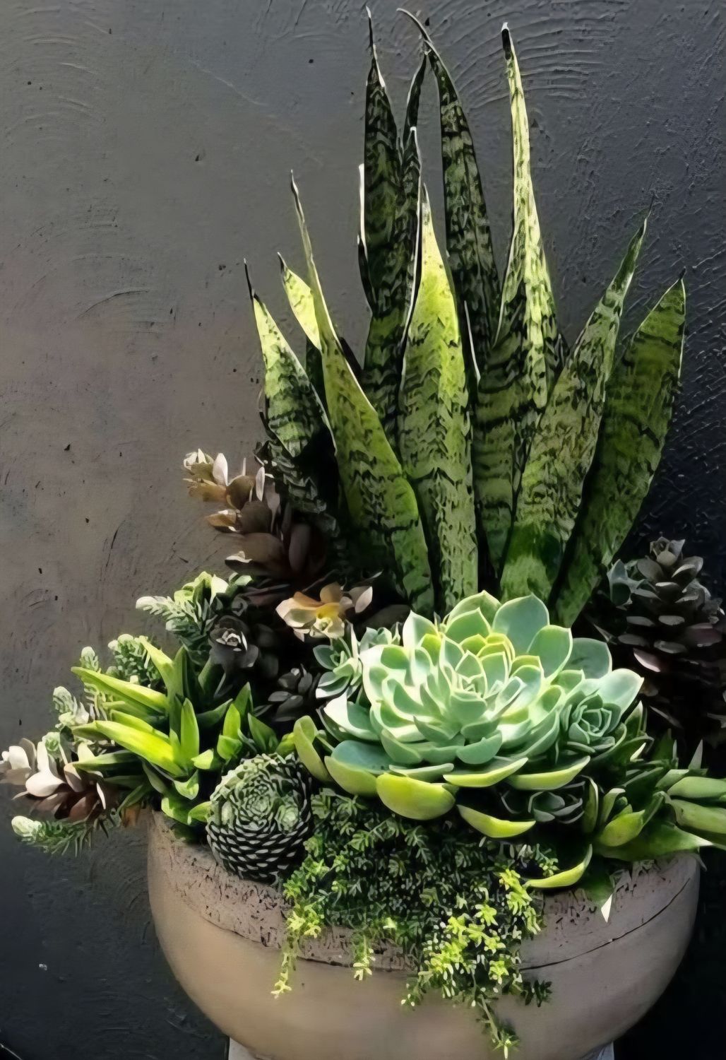 SUCCULENT GOODNESS PLANT ARRANGEMENT