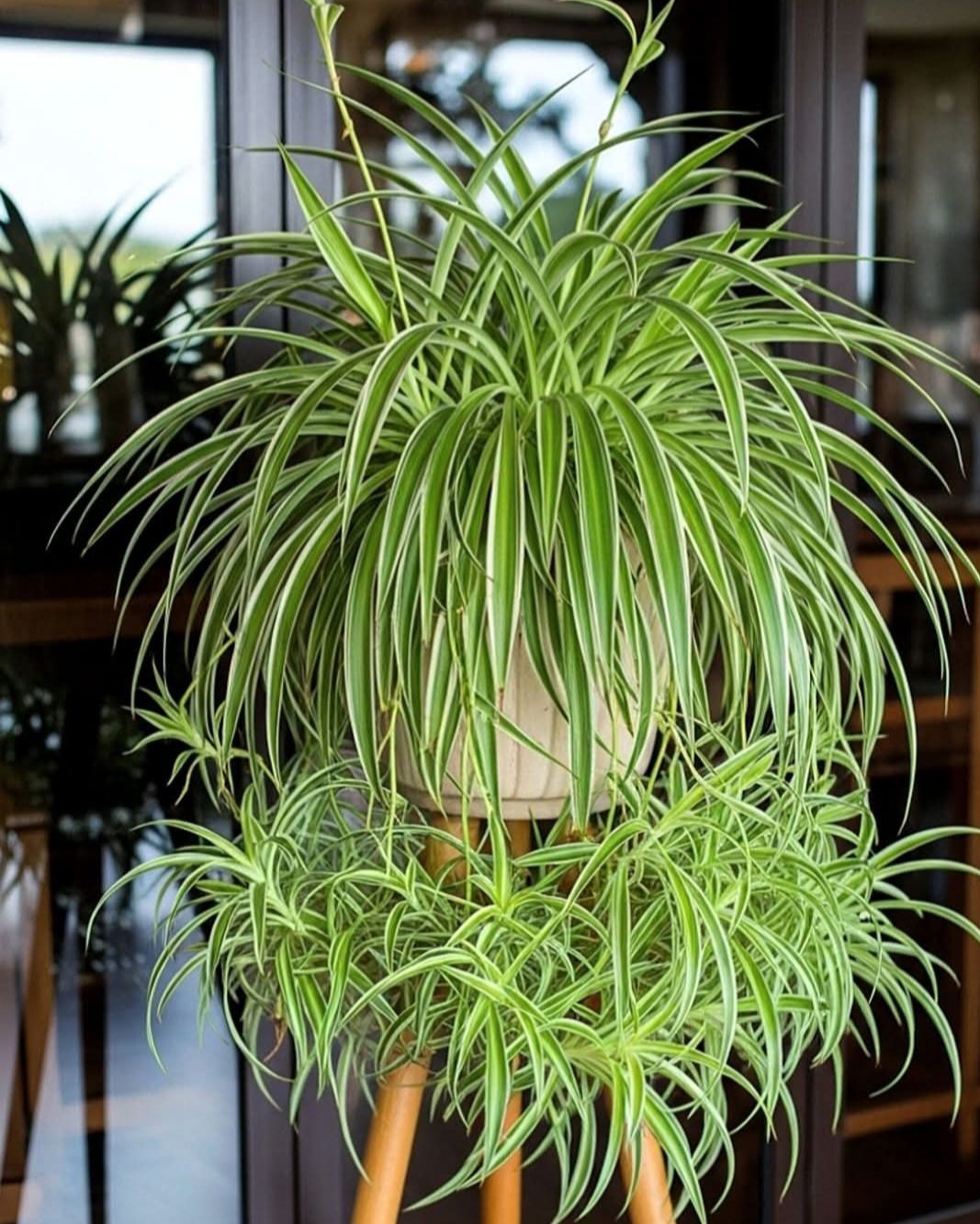 THE SHOW STOPPER  PLANT ARRANGEMENT