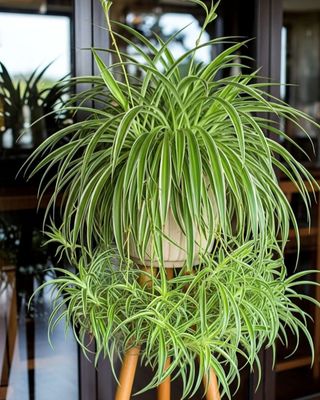 THE SHOW STOPPER  PLANT ARRANGEMENT