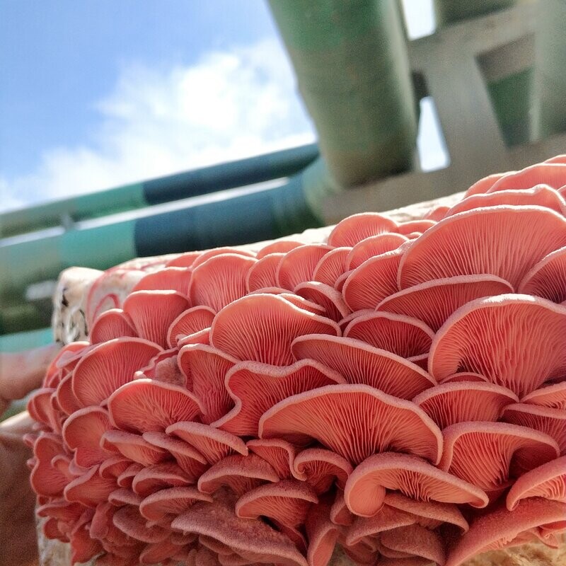 Bio-Rosenseitling XL