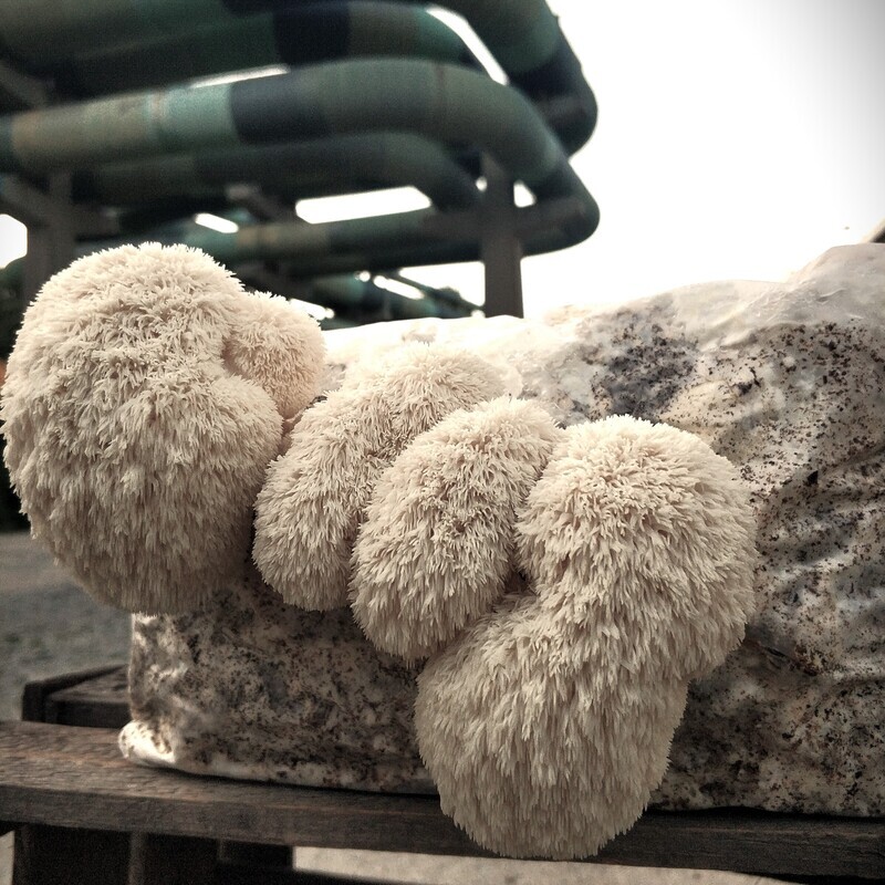 Bio-Igelstachelbart XL