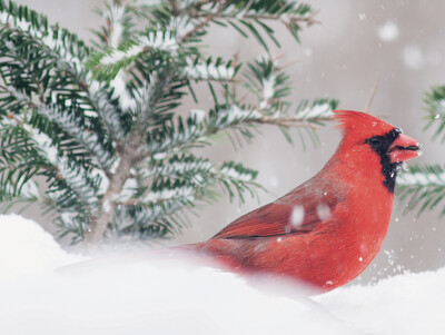 Winter/Holiday